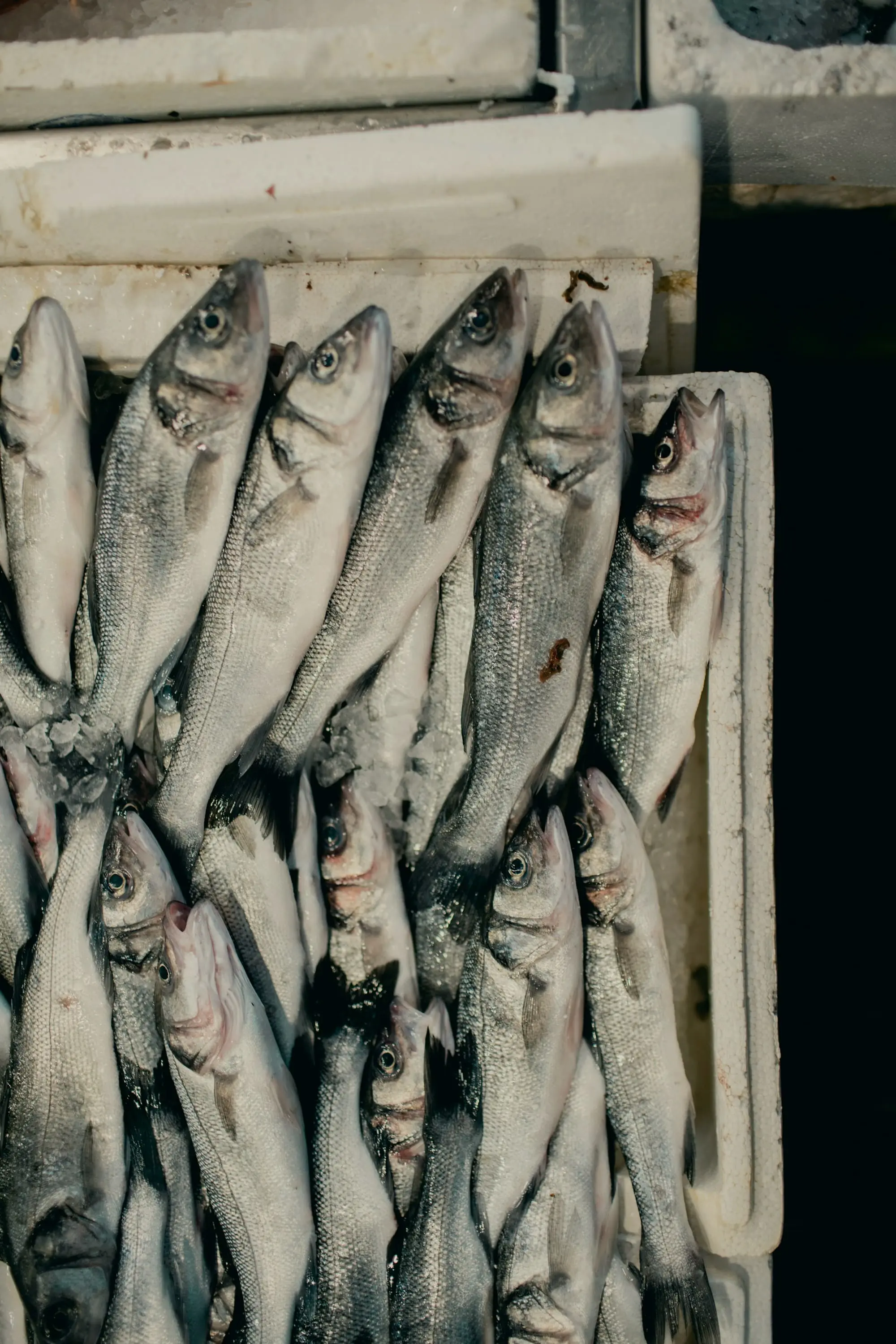 Silver fish packed head-to-tail in a crate
