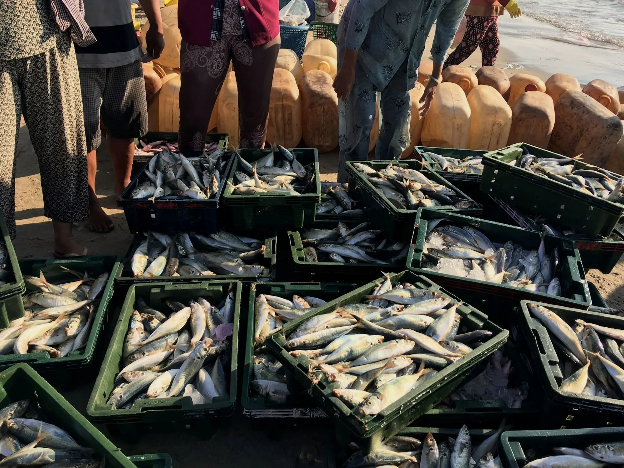 Crates of small silver fish at a harbour market