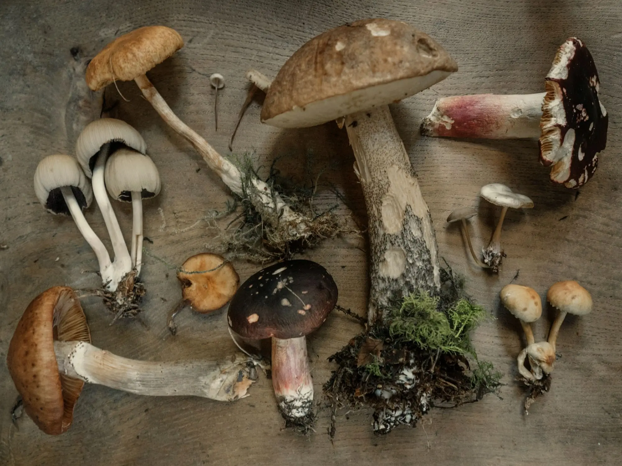 Foraged mushrooms, moss and roots laid out on a wooden board