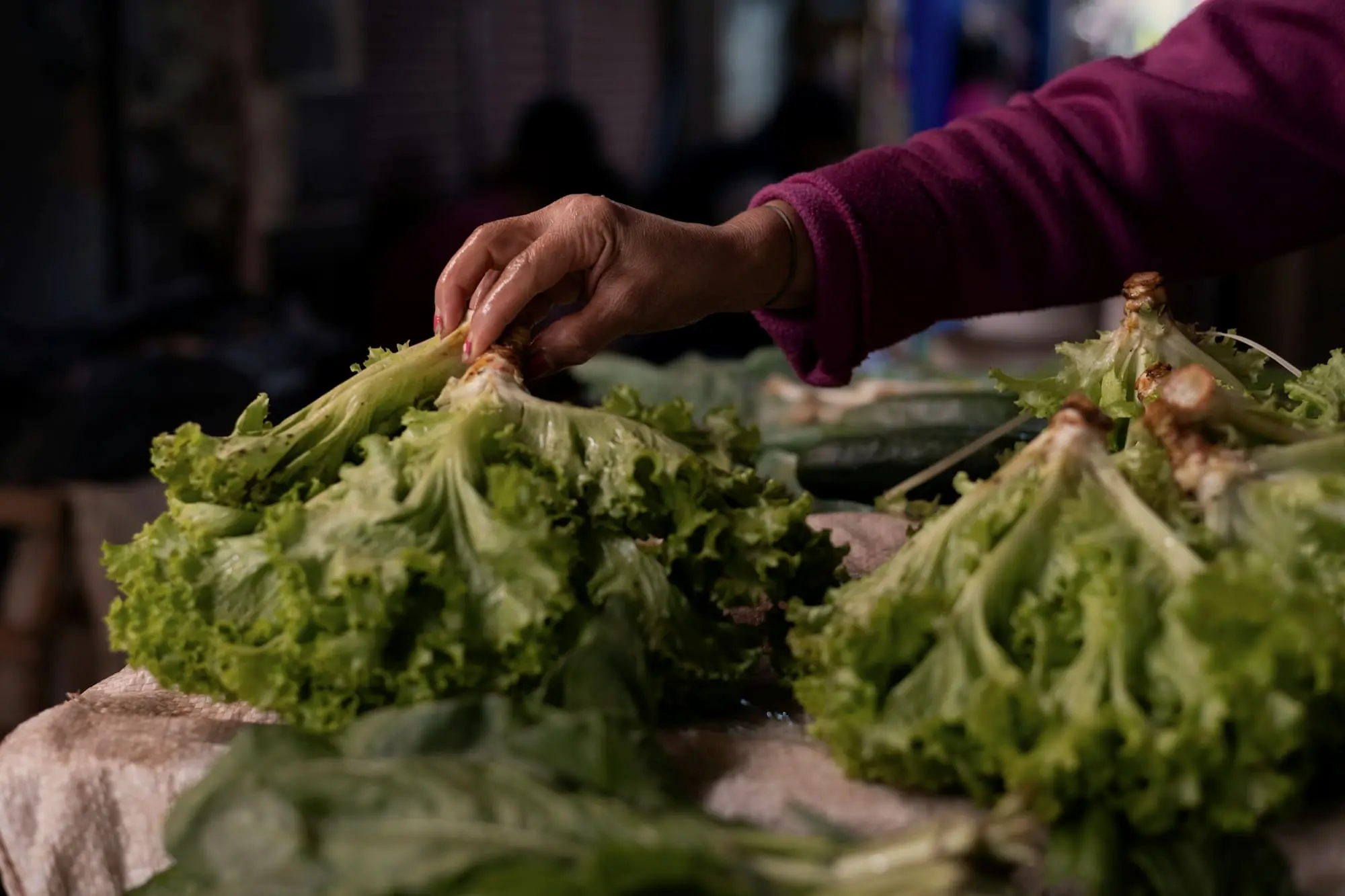 A hand inspecting crisp lettuce at a market stall