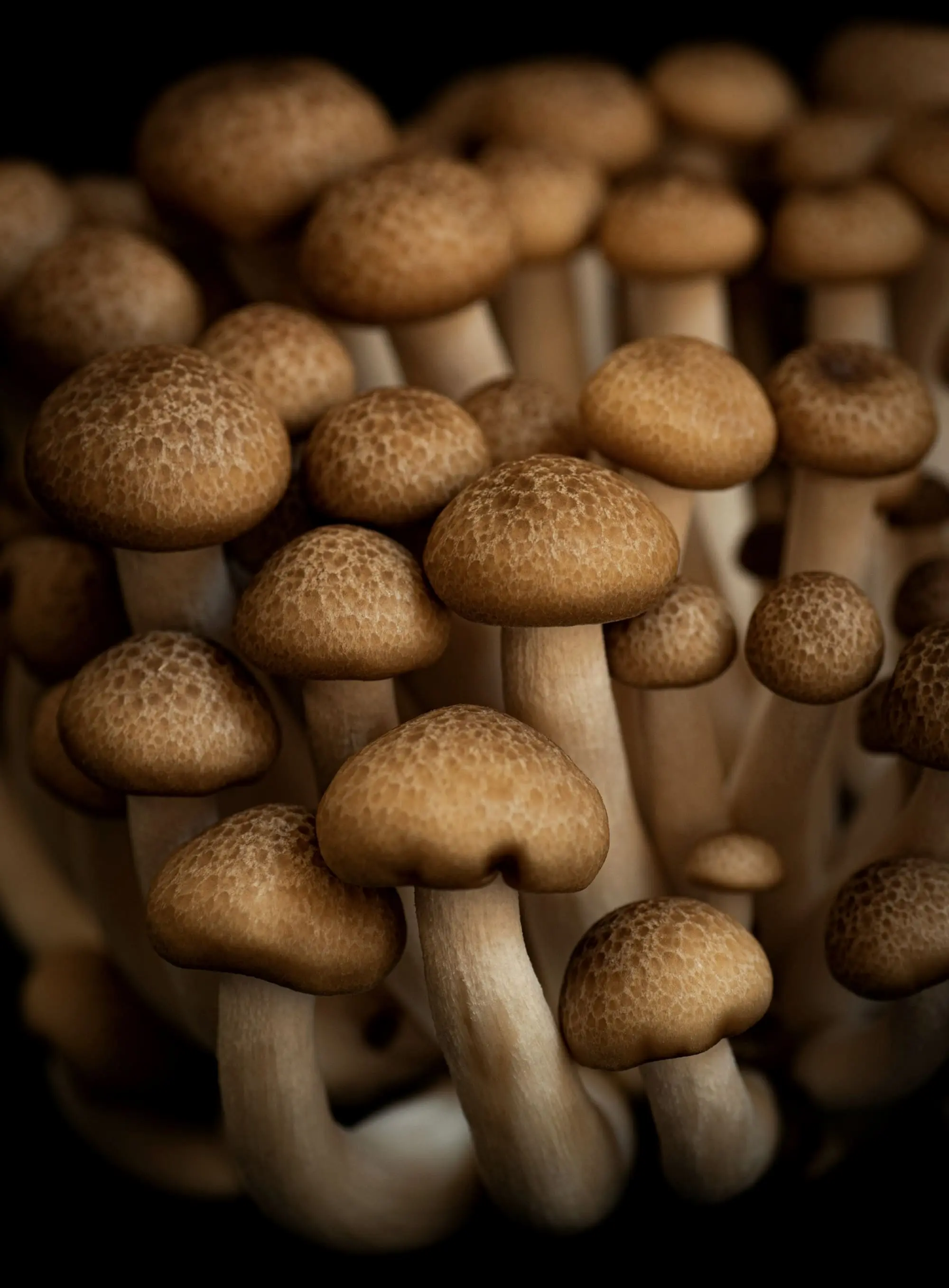 Close view of brown-capped mushrooms growing in a cluster